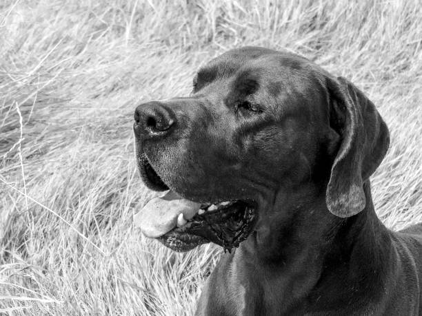 istock beautiful young Great Dane in portrait outside in greenery and beach 1424036766