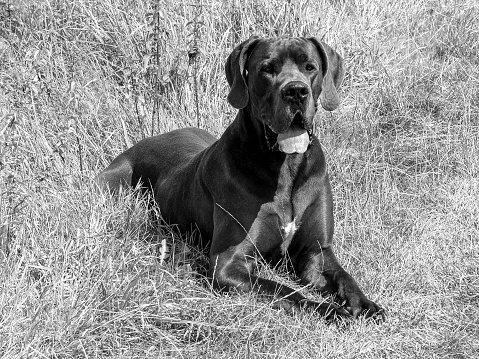 My Great Dane Baldur vom Klostergarten when he was young. Dogs are just wonderful creatures and enrich your life. To enjoy the nature with his four-legged friends is really dreamlike! Unfortunately, he did not grow old, but the memories of him are wonderful. Great Danes are a great breed of dog.