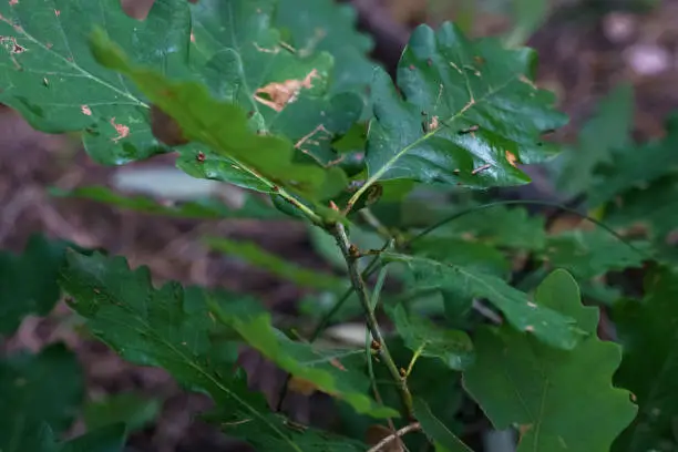 Oak leaves in a dark forest close-up