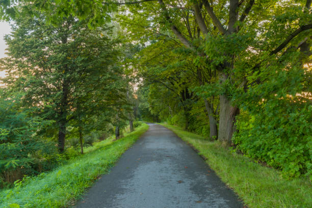istock Cycle route with green sumer trees in fresh sunrise morning 1424038659