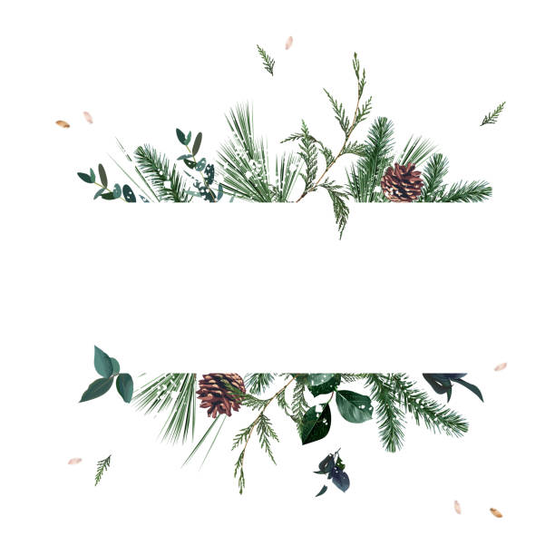 ilustraciones, imágenes clip art, dibujos animados e iconos de stock de verde esmeralda de navidad, abeto, abeto, conos de pino marco de diseño vectorial estacional. - christmas branch pine tree evergreen tree
