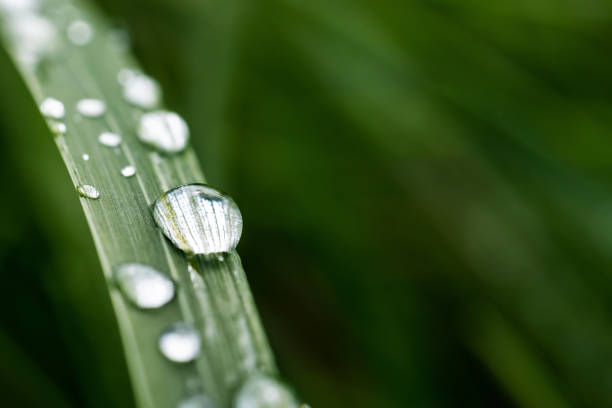 istock Macro view of water drops on green grass 1424039161