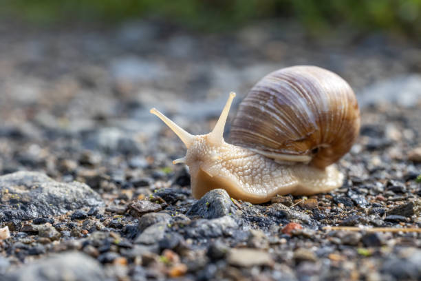 istock Snail on a rocky surface closeup. 1424039169