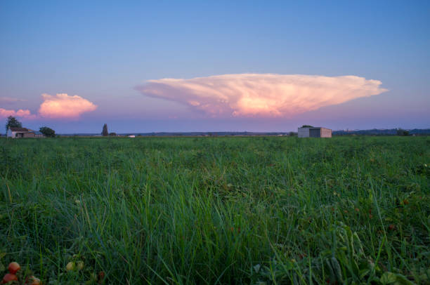 istock Cumulonimbus capillatus cloud over tomato field 1424039343