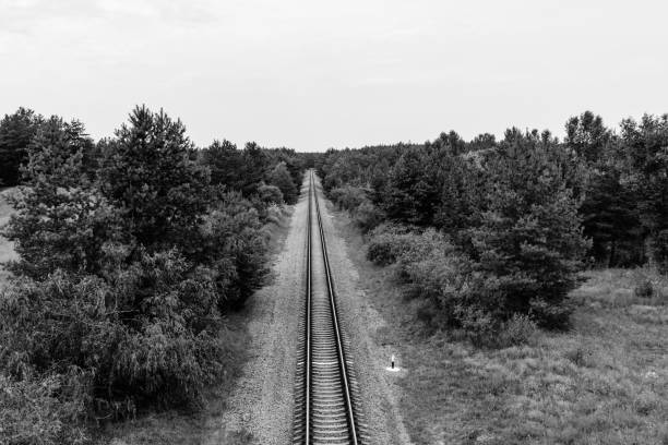 Old railroad in the forest on summer