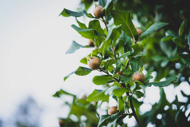 Free picture: Medlar fruit (Mespilus germanica) organic fruit tree in ...