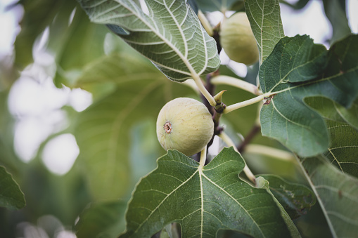 Figs on FigTree