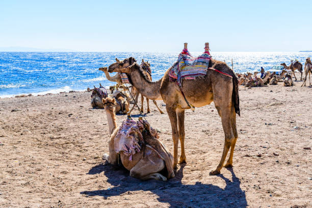 cammelli sulla riva del mar rosso a dahab, egitto - camel back foto e immagini stock