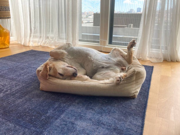 istock Golden Retriever dog sleeping in awkward position on their bed 1424042807