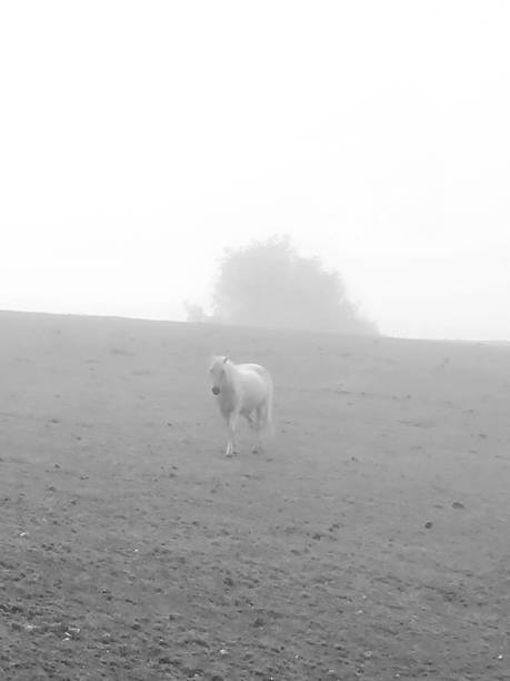 istock Horse in the fog 1424045703