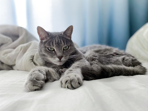 A beautiful gray cat is lying on the owner's bed, comfortably settled, with its paws outstretched.