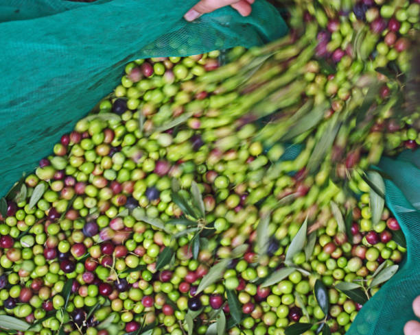 istock storing olives harvested in the field 1424046878