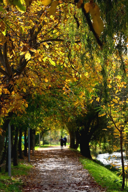 istock Autumn in the Park 1424046934
