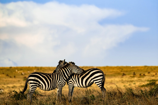 Shot of two Plains Zebras grooming each other Masai Mara National Reserve, Kenya