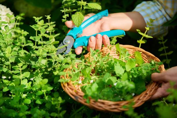 donna che raccoglie l'erba di melissa in giardino con le forbici - lemon balm foto e immagini stock