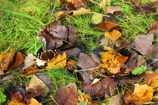 istock Autumn Leaves and Butterfly 1424050981