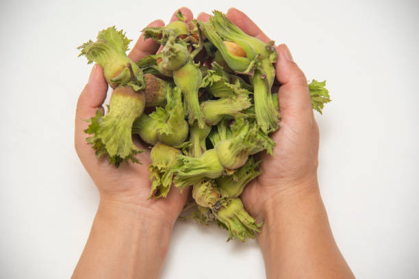 Green natural fresh hazelnut