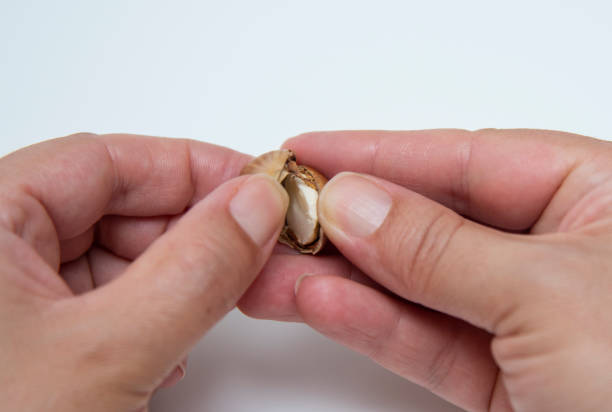 Green natural fresh hazelnut