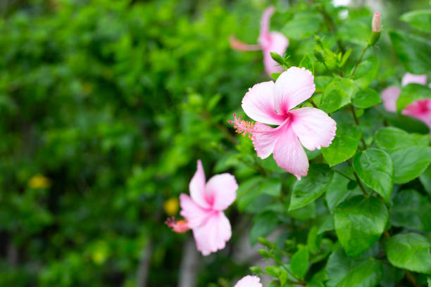 istock Blossom of pink hibiscus flower on tree 1424052612