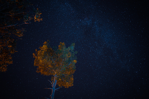 Pine tree and stars background at dusk