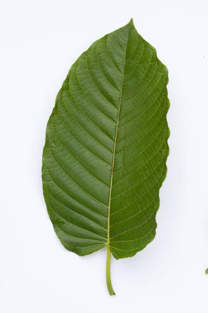 istock Mitragyna speciosa, Fresh kratom leaf on white background 1424053239