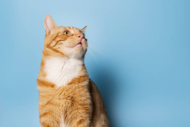 istock Orange tabby cat with white chest isolated on blue background 1424055762