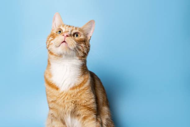 istock Orange tabby cat with white chest isolated on blue background looks up 1424055777