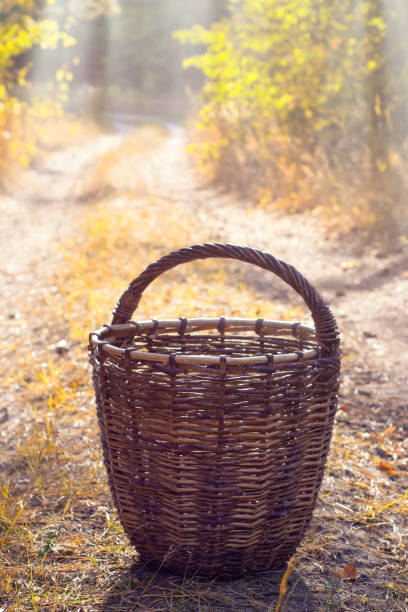 An empty wicker basket on a sandy path in the autumn forest. Selective focus stock photo
