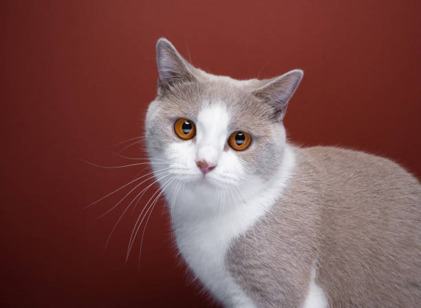 istock white lilac british shorthair cat portrait on red background 1424057346