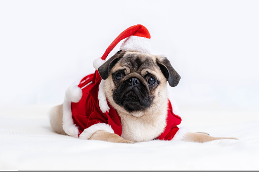 Christmas and New Year card Pug dog dressed up as Santa Claus with funny full body suit costume with red hat on white background
