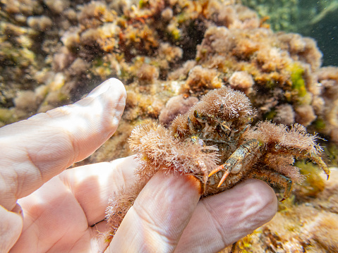 Camposcia retusa, spider decorator crab or harlequin crab in my hand, covered in Corallina elongata red algae.