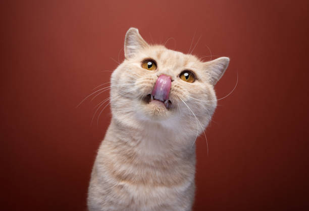 istock hungry ginger cat licking lips portrait 1424057867