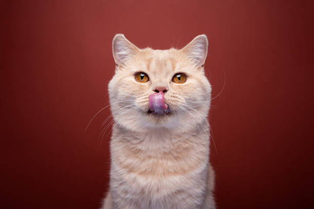 istock hungry ginger cat licking lips portrait 1424058548