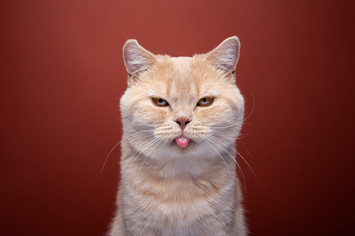 angry ginger british shorthair cat portrait on red background sticking out tongue making funny mischievous face