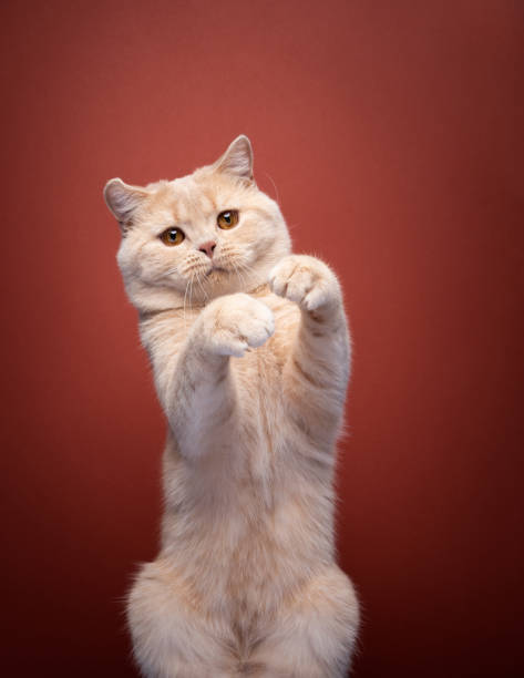 istock playful british shorthair cat rearing up 1424058734