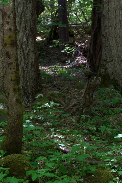 istock Green Undergrowth In Woods Yosemite National Park 1424058798