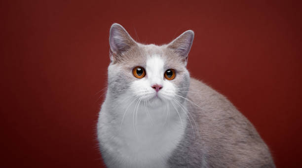 istock fluffy white lilac british shorthair cat portrait 1424058926
