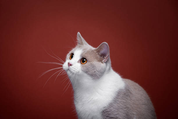 istock fluffy white lilac british shorthair cat portrait 1424059097
