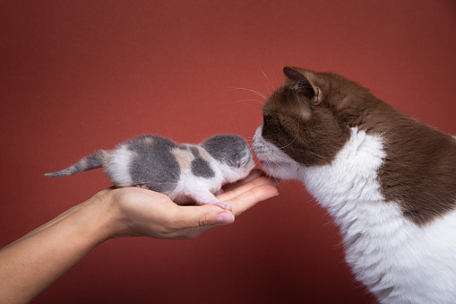 hand holding newborn kitten. adult cat smelling on red background with copy space