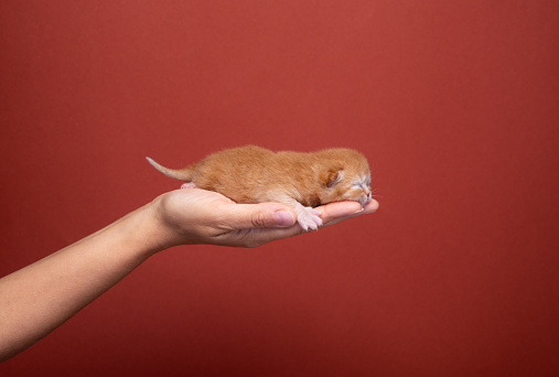 side view of a female hand holding newborn kitten on red background with copy space
