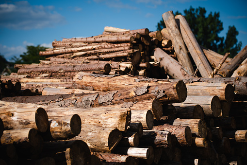 Lumber Industry, Timber, Log, Forest, Wood - Material