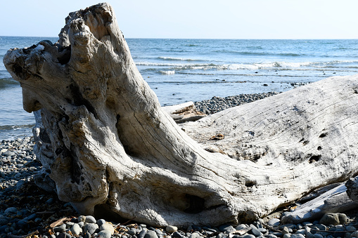 An image of a very large piece of drift wood washed up on shore near the Pacific Ocean.