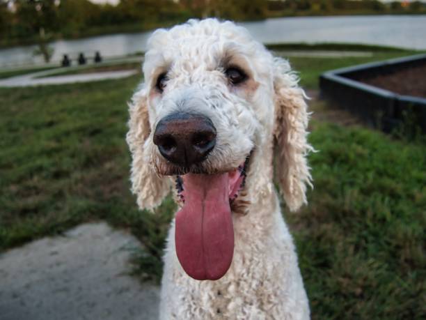 standardowy pudel siedzący w parku weteranów w ks - standard poodle zdjęcia i obrazy z banku zdjęć