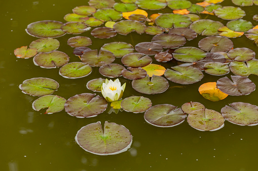 White Nymphaea alba, commonly called water lily among green leaves