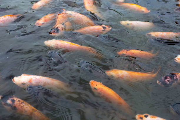 istock Red tilapia fish in the pond 1424068454