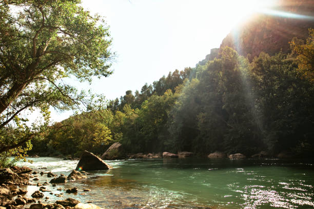 istock Sunset in a beautiful river surrounded by trees 1424068687