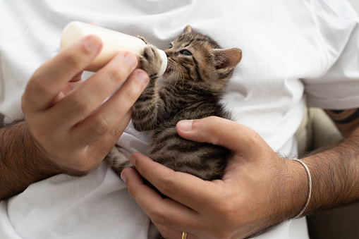 kitten being fed with bottle of milk by a man. Rescue. Pet adoption. Pet love.