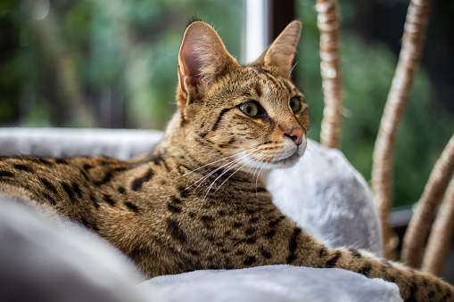 El gato de savannah se sienta en una almohada de pedestal sobre un fondo de vegetación photo