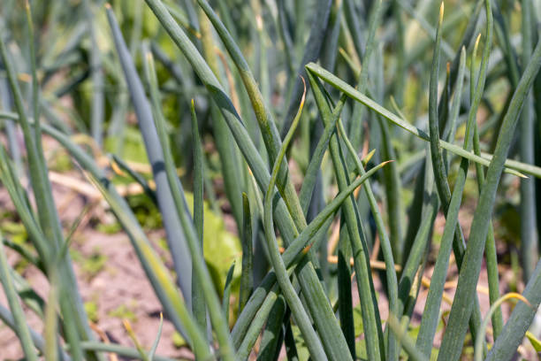 Green onions on the field in the summer