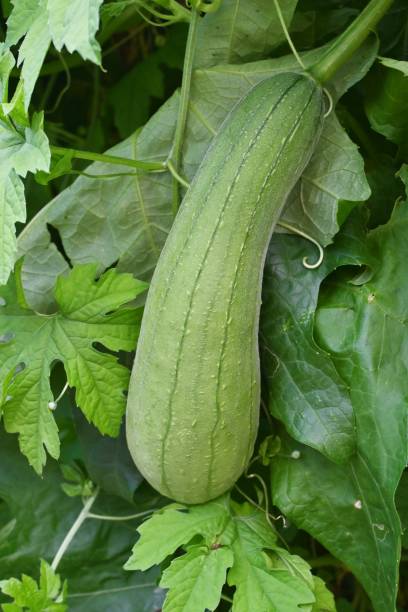 istock Luffa cylindrica cultivation. 1424074024